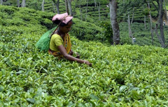 Rain brings relief to Tea plantations